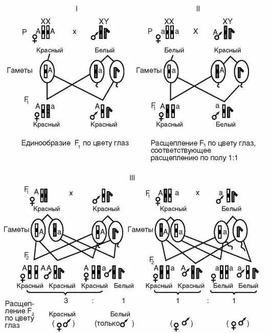 Комбинация скрещивание. Схему наследования признаков, сцепленных с полом, у дрозофилы. Схема скрещивания при сцепленном с полом наследование. Сцепленное наследование признаков скрещивание с полом задачи. Независимое наследование признака сцепленного с полом.