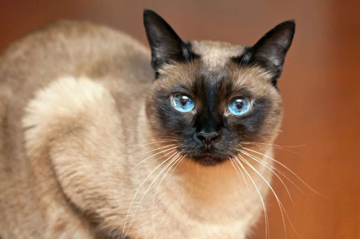 Породы сиамского окраса. Сиамская кошка. Сиам кошка Сиамская. Королевский сиамский кот. Сиамская кошка гладкошерстная.