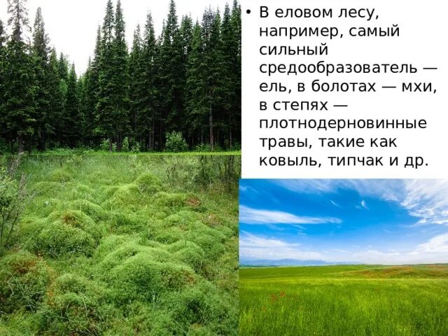 Видом средообразователем в хвойном лесу. Виды средообразователи это. Растения виды средообразователи. Мхи в степи. Средообразователи болота.