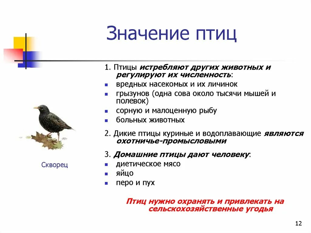 Биология 7 класс значение птиц в природе. Класс птицы. Значение птиц. Птицы в жизни человека и природы. Значение класса птиц.