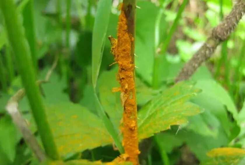 Ржавчинный гриб Phragmidium disciflorum. Стеблевая ржавчина. Ржавчинный гриб на шиповнике. Ржавчина на стеблях роз. Крапива болезнь