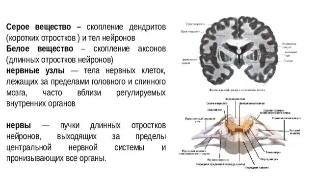 Серое вещество в головном и спинном мозге образовано. Белое вещество спинного мозга состоит из аксонов и тел нейронов. Белое вещество и серое вещество Нейрон. Серое вещество отростков мозга образует. Аксон образует серое вещество