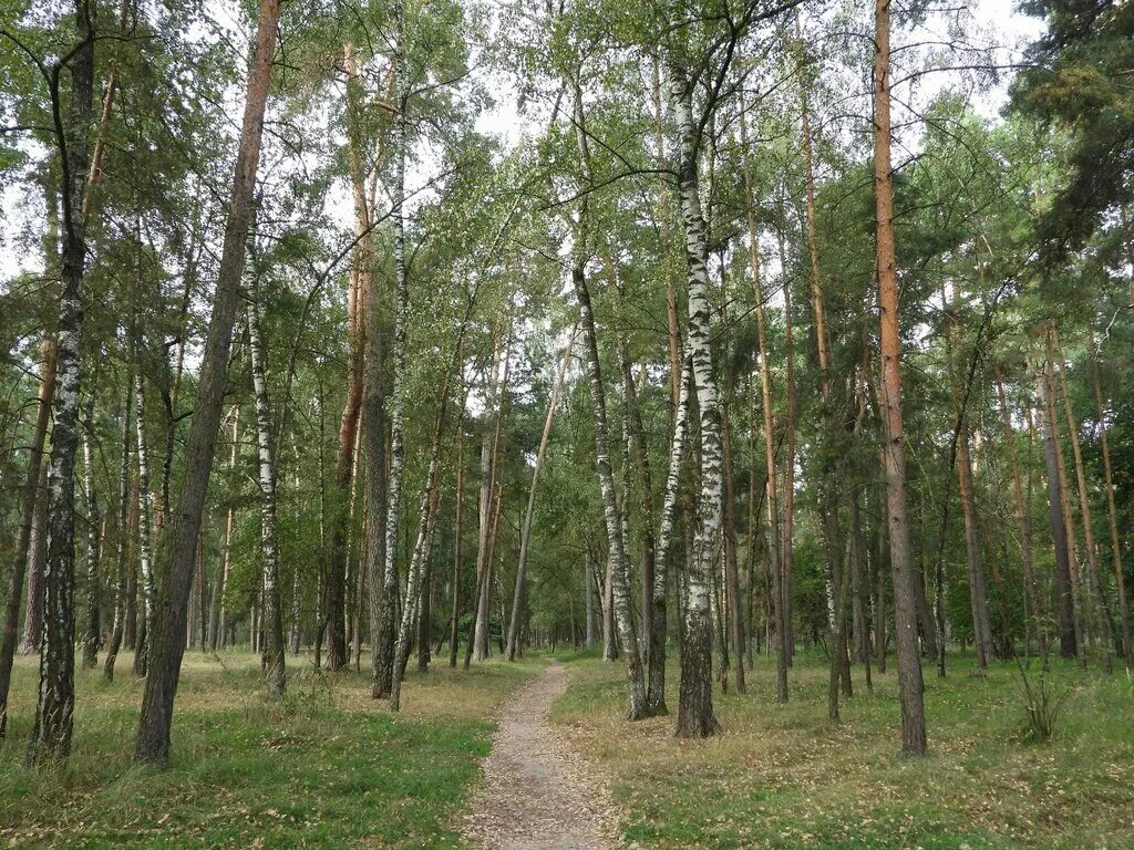 просека в лесу. лесное хозяйство. серпухов 92 км лес.