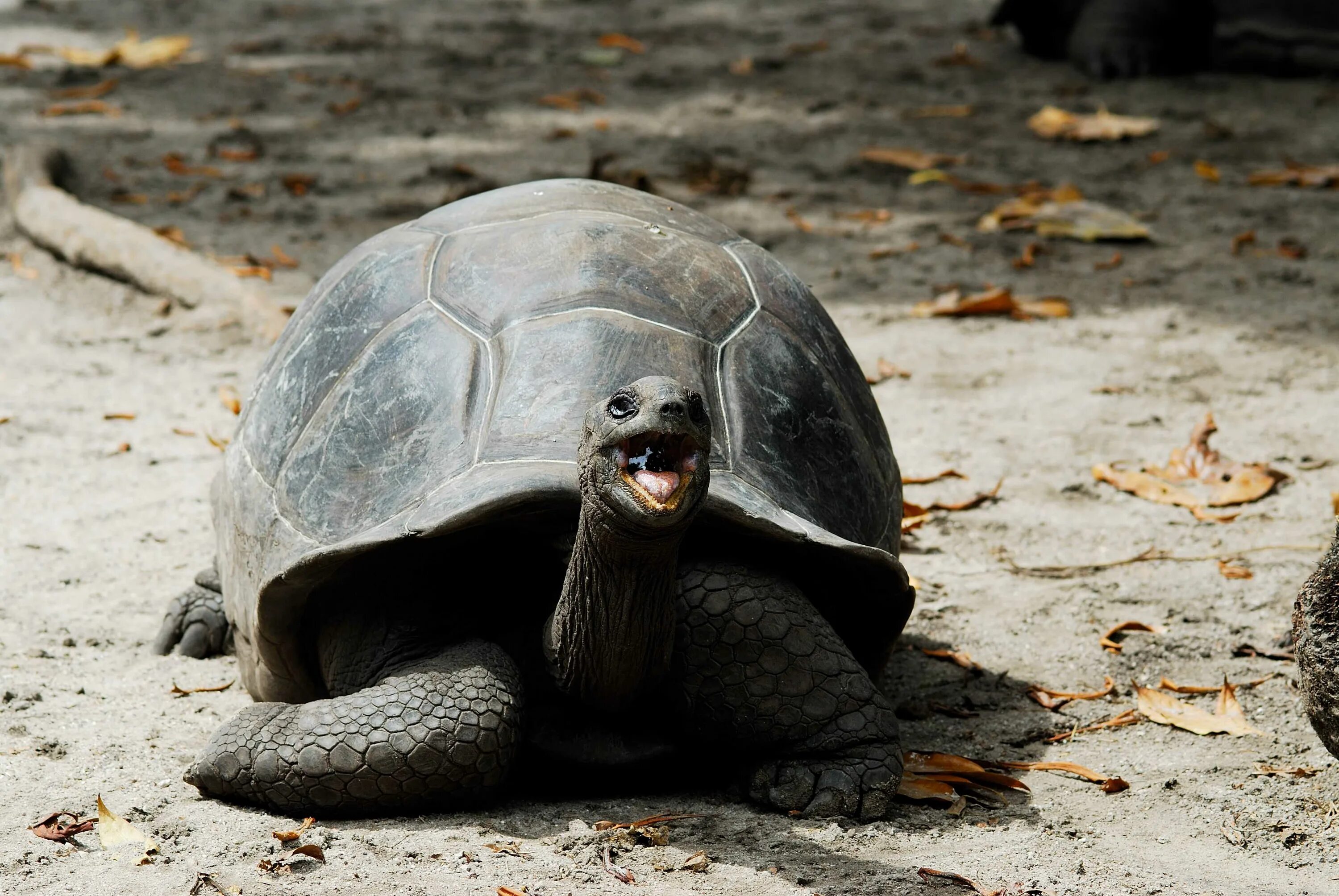 Сейшельские черепахи. Черепаха Альдабра. Гигантская черепаха Альдабра. Черепахи на Сейшельских островах. Альдабра Сейшельские острова.
