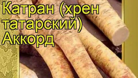 Хрен культурный