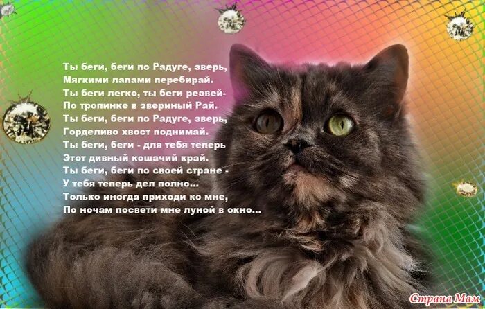 стихотворение про кошку. черный кот на черном фоне. стихи о котах. грустные истории про котов. стих умершему коту.