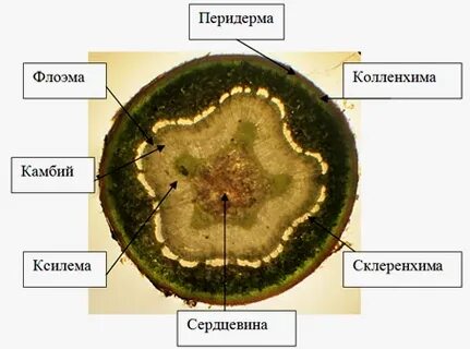 Строение стебля хвоща полевого