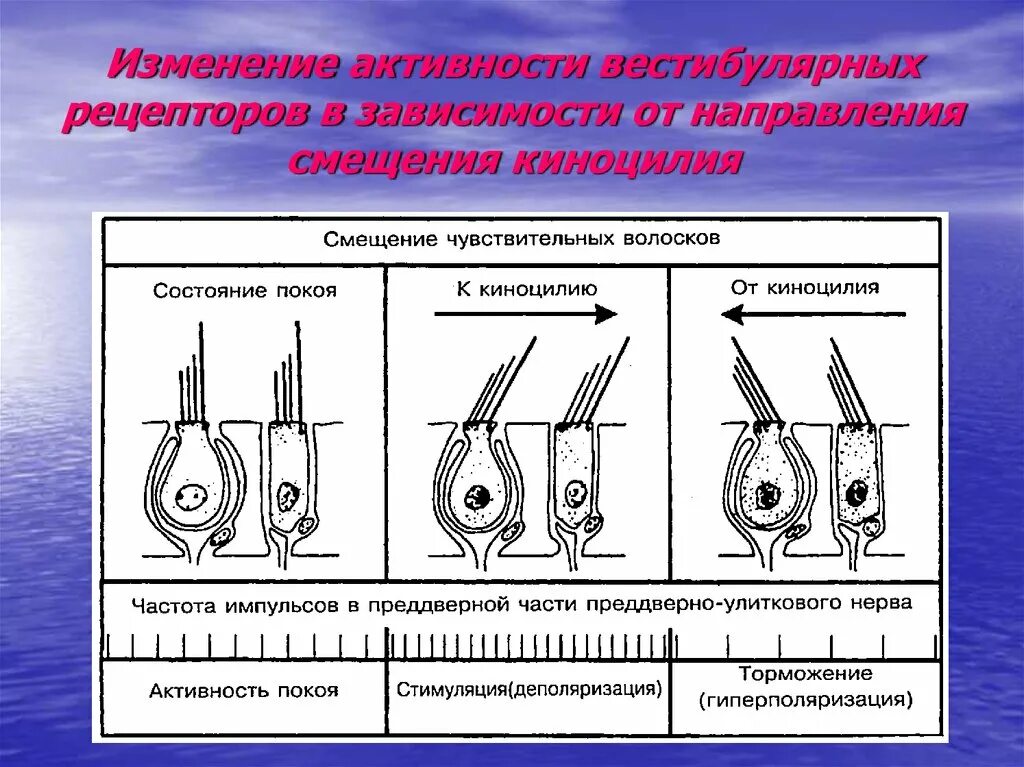 Рецепторы вестибулярного анализатора. Строение вестибулярного рецептора. Рецепторные клетки вестибулярного аппарата. Волосковые клетки вестибулярного аппарата.