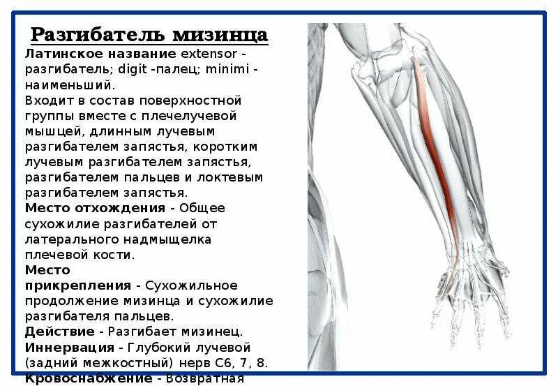Мышцы разгибатели плеча. Мышцы разгибатели плеча