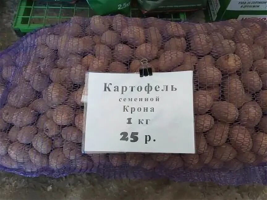 Картофель крона описание сорта фото отзывы