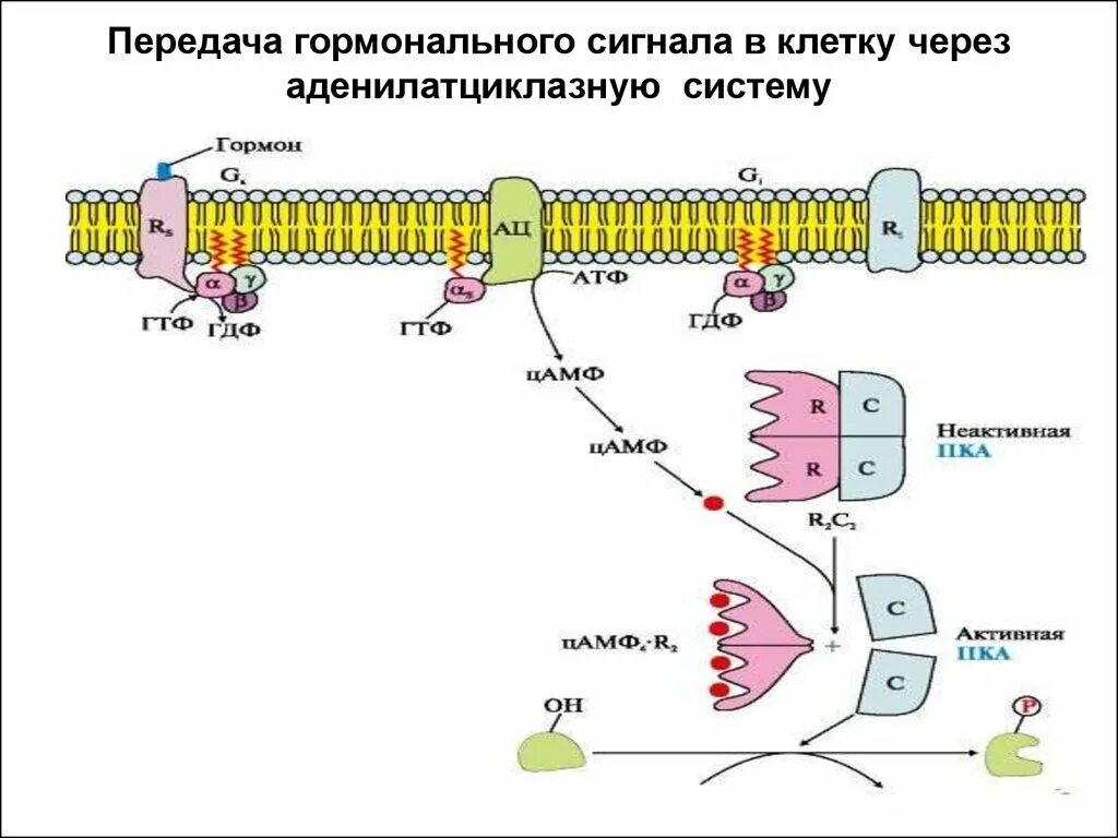 Аденилатциклазный механизм передачи гормонального сигнала. Аденилатциклазная система биохимия схема. Аденилатциклазный механизм биохимия. Гуанилатциклазная система передачи гормонального сигнала. Сигнала фермент