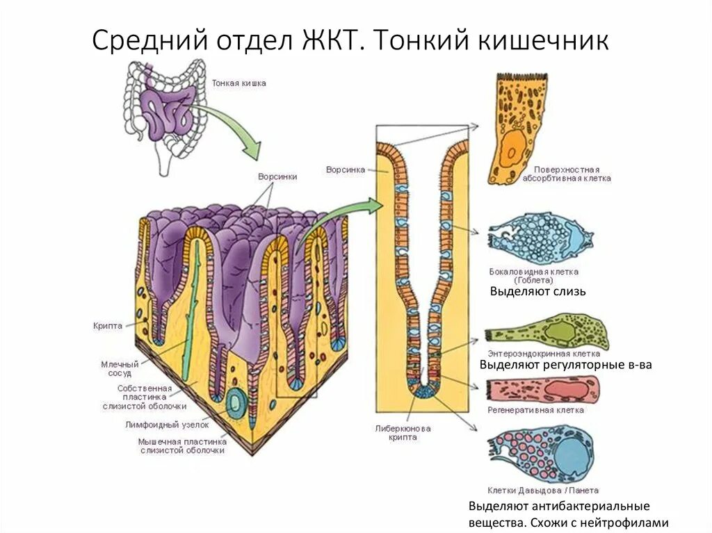 Ткани толстой кишки. Клетки эпителия кишечника строение. Клетки тонкого кишечника гистология. Бокаловидные клетки тонкого кишечника. Толстая кишка эпителий гистология.