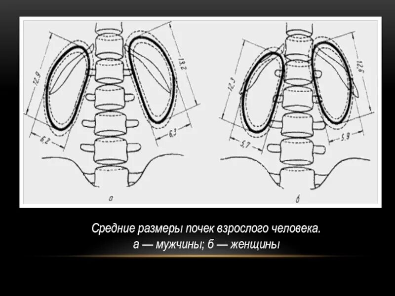 Размер почки взрослого человека. Размеры почек. Какого размера почки у взрослого человека. Нормальные Размеры почки взрослого человека.