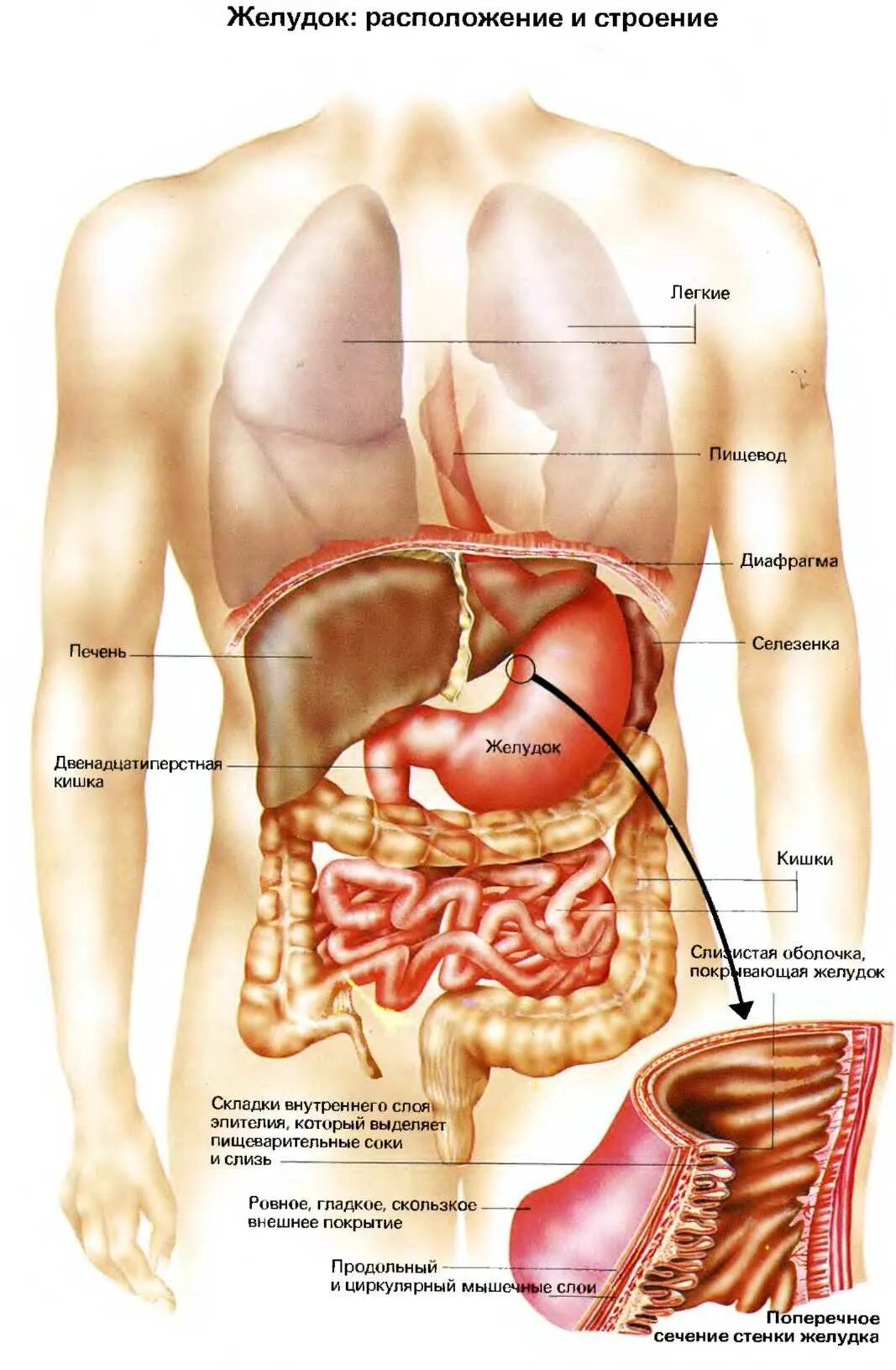 С какой стороны находится печень у мужчин. 12 Перстная кишка анатомия расположение. Печень и кишечник анатомия. Органы брюшной полости печень. Расположение и строение желудка.