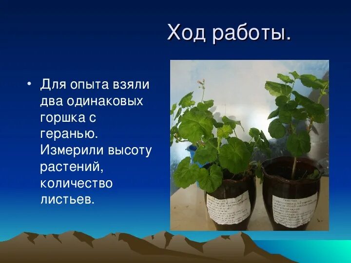 Влияние света на растения. Опыт с геранью. Опыт влияние света на рост растений. Влияние света на растения проект. Как влияет вода на рост растения