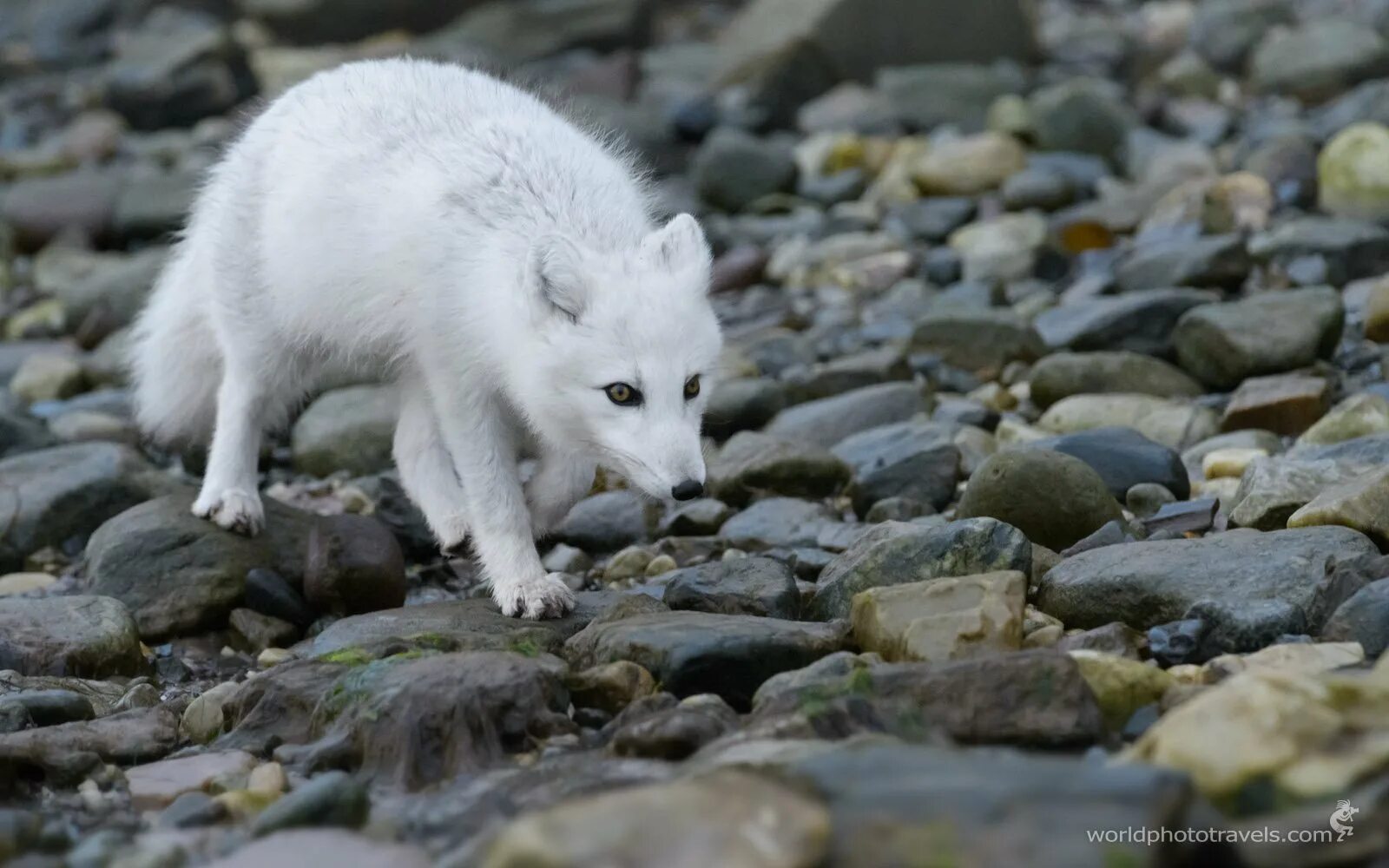 Полярный песец. Оленеводство в тундре. Песец в тундре. Тундровый песец. Песец кольского полуострова.