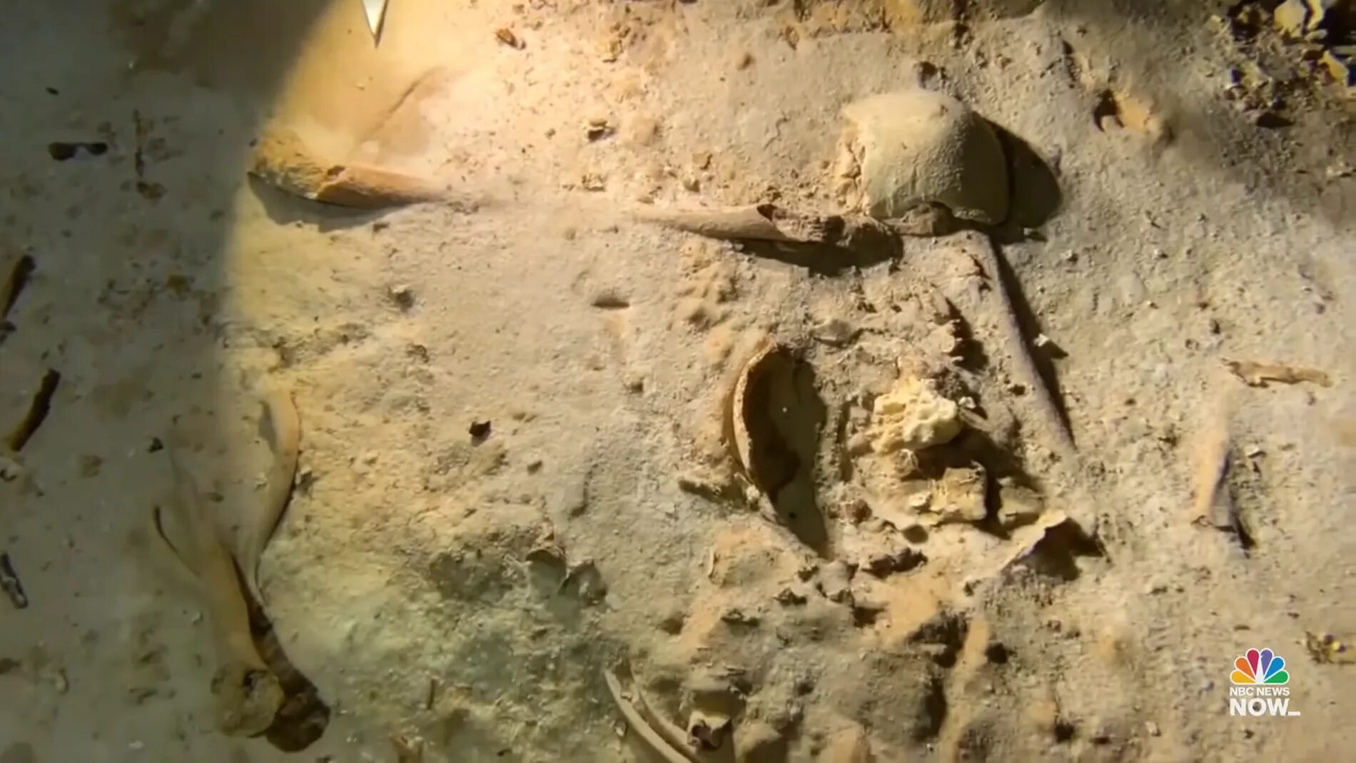 Нашли доисторическую девушку 40 миллионов. Скелеты доисторических животных в музее.