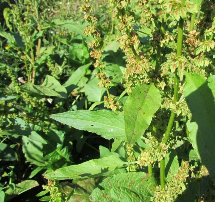 Женский орган в виде щавеля. Rumex obtusifolius. Щавель туполистный. Rumex obtusifolius l.. Конский щавель сорняк.