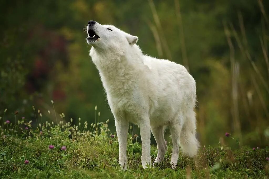 Полярный волк в тундре. Тундровый волк. Мелвильский островной волк. Животные севера полярный волк. Мелвильский островной волк.
