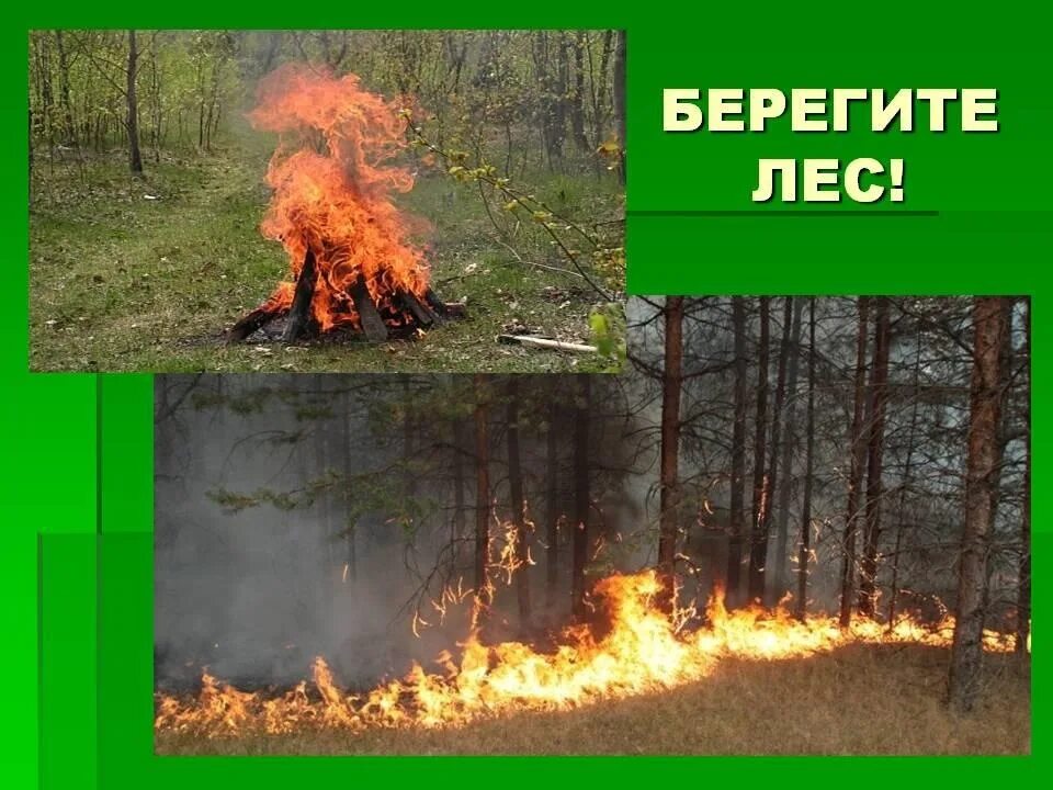 Песня берегите лес. Берегите лес. Сохраним лес от пожара. Беречь лес от пожара. Берегите лес от огня.