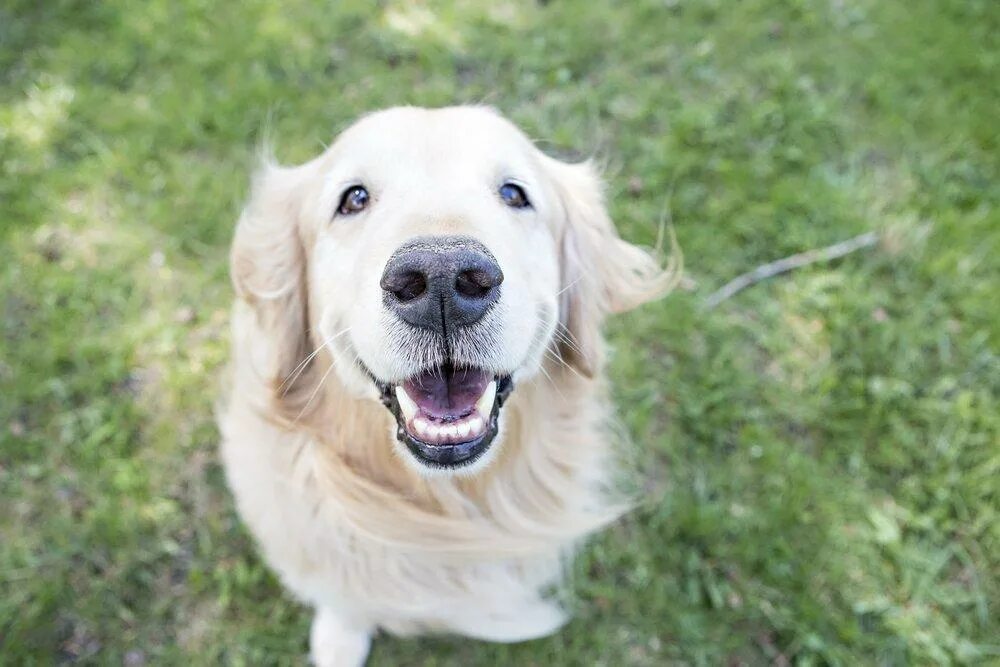 Золотистый улыбающийся пес. Улыбка собаки. Пес улыбается. Мимика ретривера.