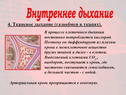 Дыхание газообмен