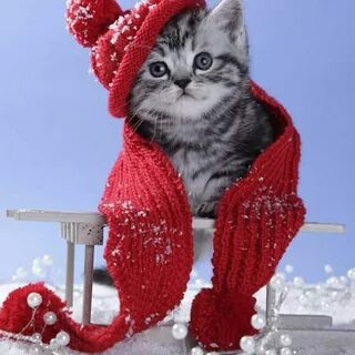 Доброго зимнего утра котики
