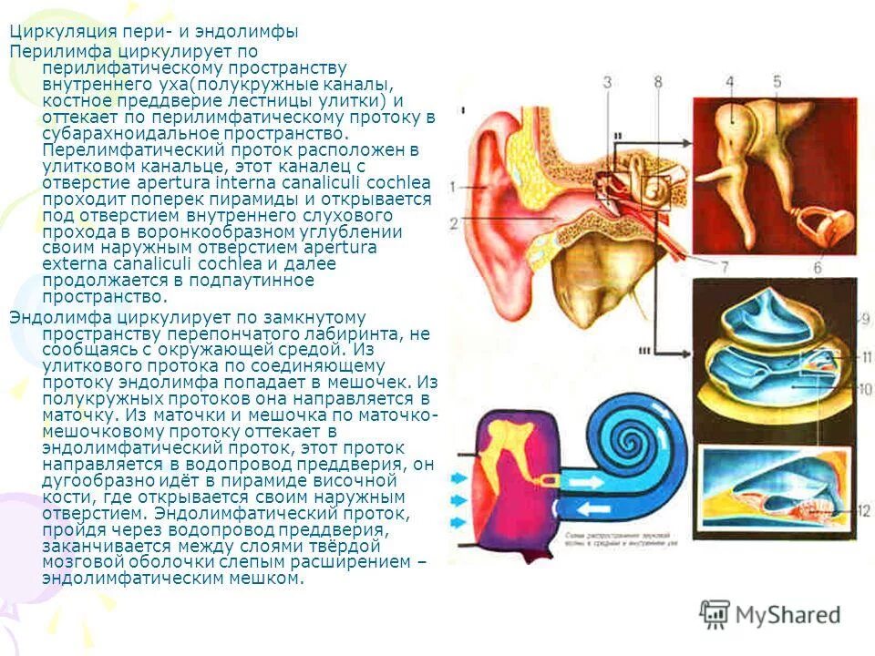 Орган слуха усиливающий звуковые колебания. Строение внутреннего уха. Эндолимфа и перилимфа. Отток эндолимфы и перилимфы схема. Эндолимфа улитки.