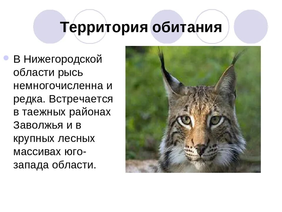 К какому относится рысь. Рысь из красной книги Нижегородской области. Рысь в Нижегородской области красная книга. Животные из красной книги Рысь. Рысь в Нижегородской области Рысь в Нижегородской области.