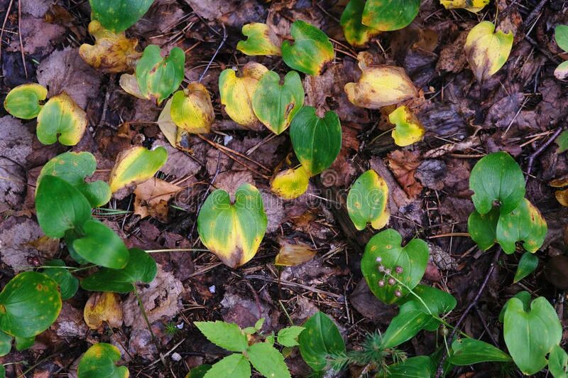 Forest Dying of acid Rain. Скорлупа птиц и кислотный дождь. Fluorides as Air pollutants affecting Plants Michael TRESHOW. Effect plants