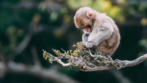 Baby monkey wildlife