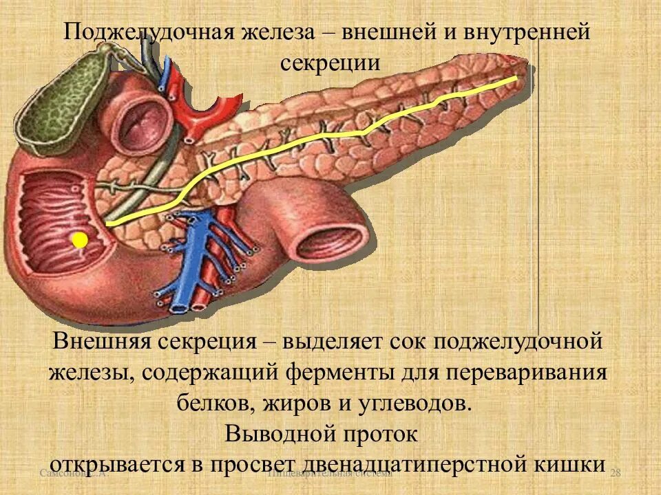 Сок для печени и поджелудочной. Поджелудочная железа панкреатический сок. Выводной проток поджелудочной железы. Внешняя и внутренняя секреция поджелудочной железы. Поджелудочная железа в пищеварении.