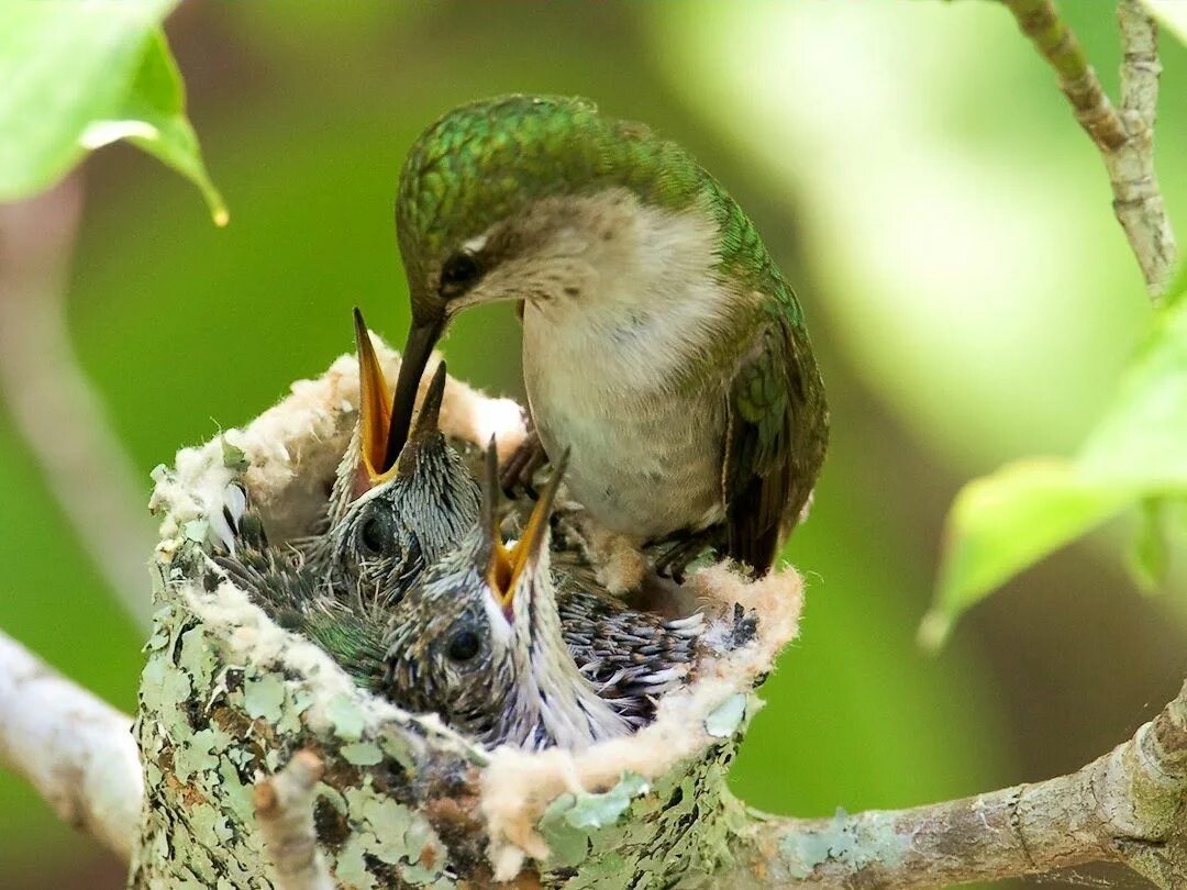 Take bird. Потомство птиц. Птичьего детеныша. Птенец кричит. Гнездо Чижа.