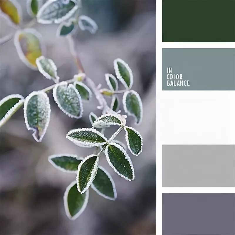 Цветовая палитра зеленый серый. Палитра шалфей селадон олива. Seeds color palette изумрудный. Цвет блу грей палитра. Цветовая палитра зеленый серый.