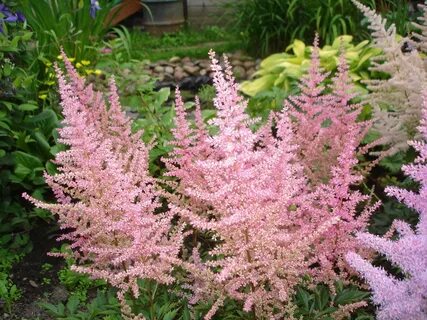 Astilbe glitter and glamour