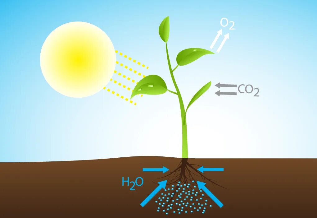 Растения поглощают солнечный свет