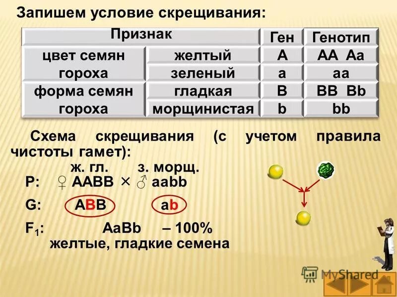 Возможные варианты гамет у особи аавв