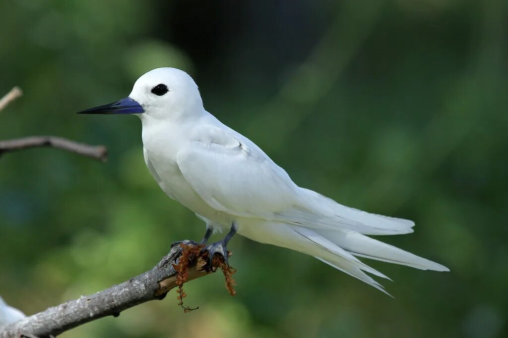 Длиннохвостая горлица белая. Terns. Горлица альбинос. Крачка гавайская белая. Ласточка альбинос.