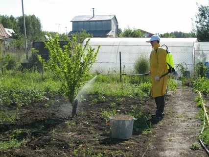 Обработка деревьев бордосской