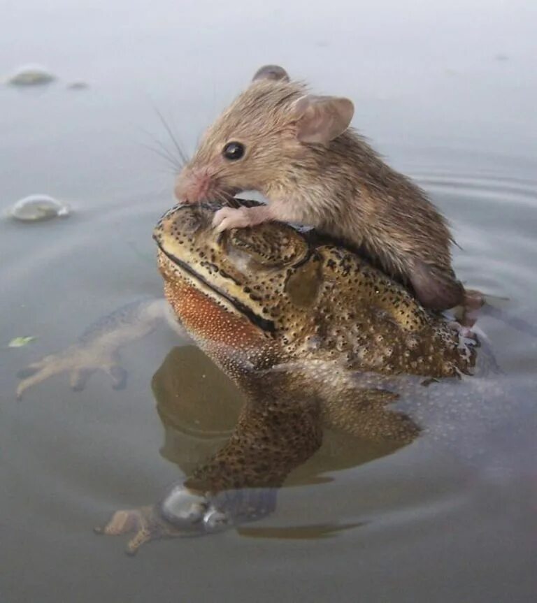 Крыса и лягушка. Лягушка и мышь. Крыса плавает. Жаба и мышь.