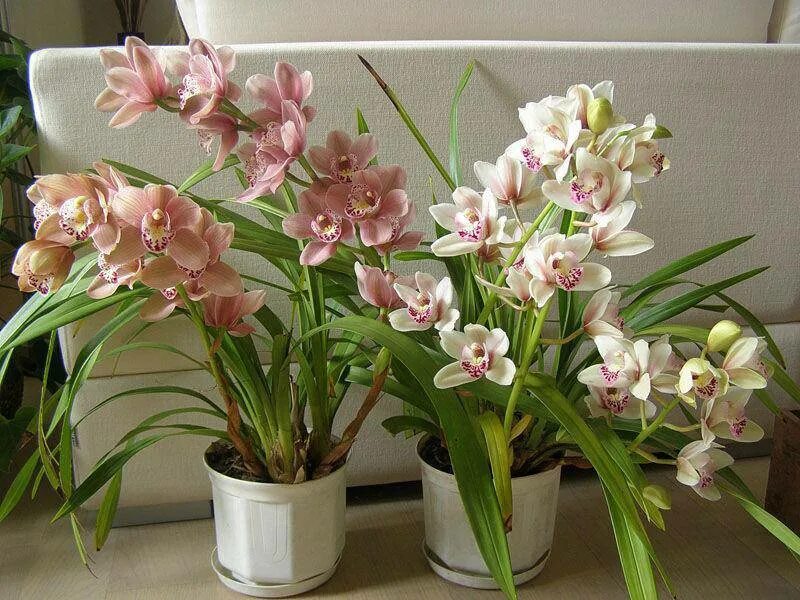 Цимбидиум как ухаживать. Орхидея Цимбидиум. Фаленопсис Цимбидиум. Цимбидиум алоэлистный. Сорта орхидей Цимбидиум.