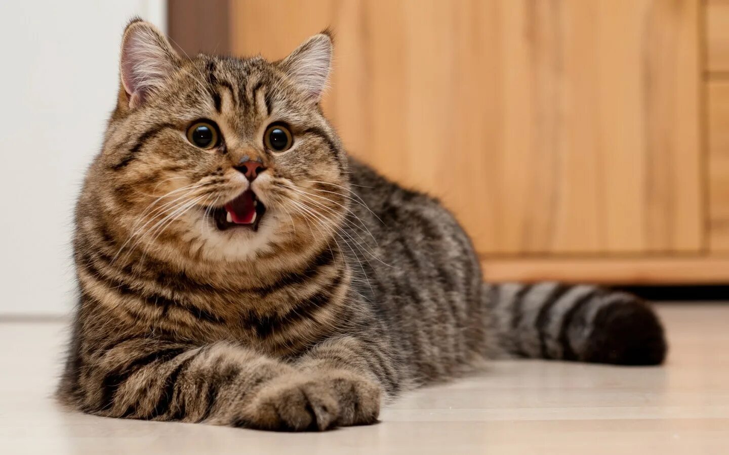 Что такое котик