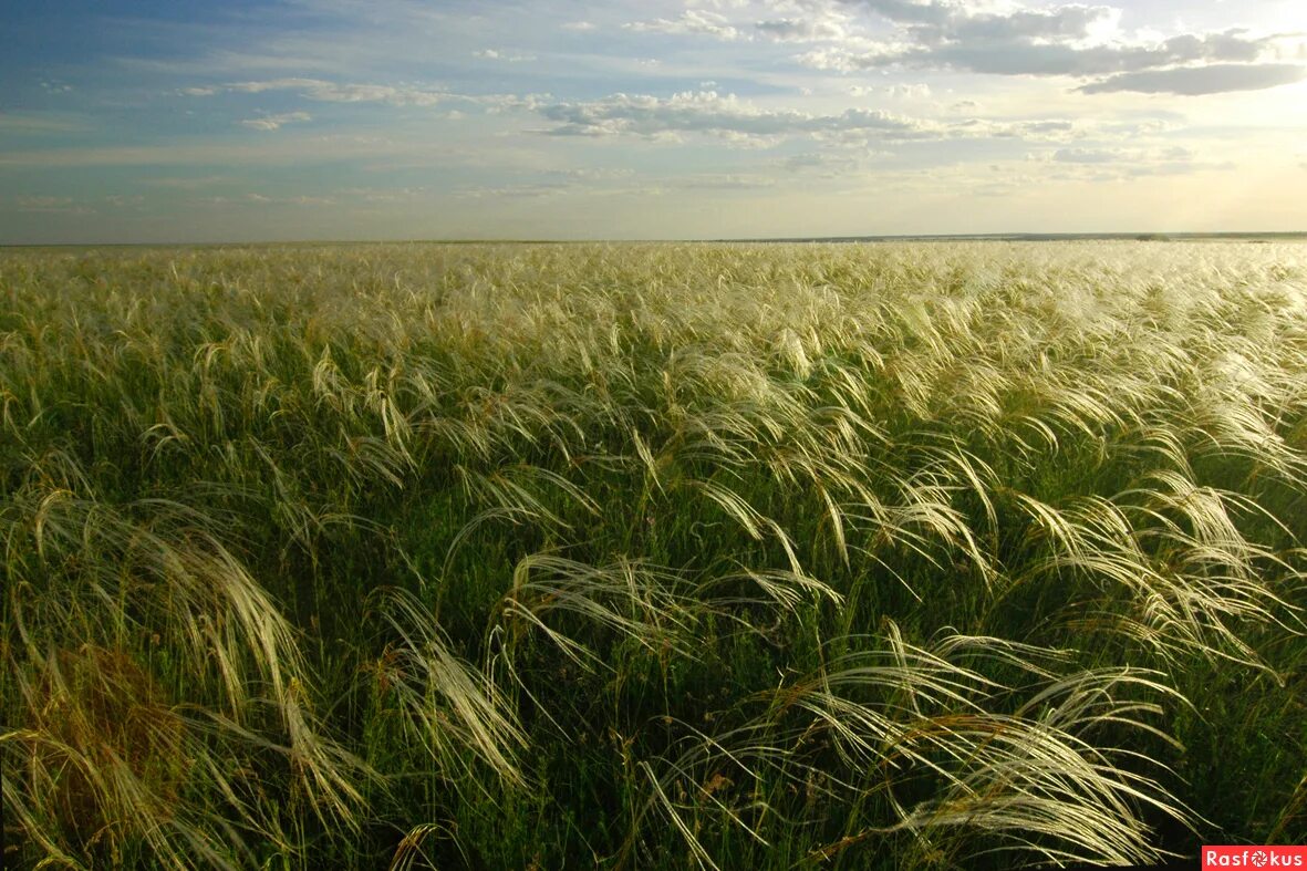 ). ковыль в степи. ковыль зона. ковыль зона. степные злаки ковыль.