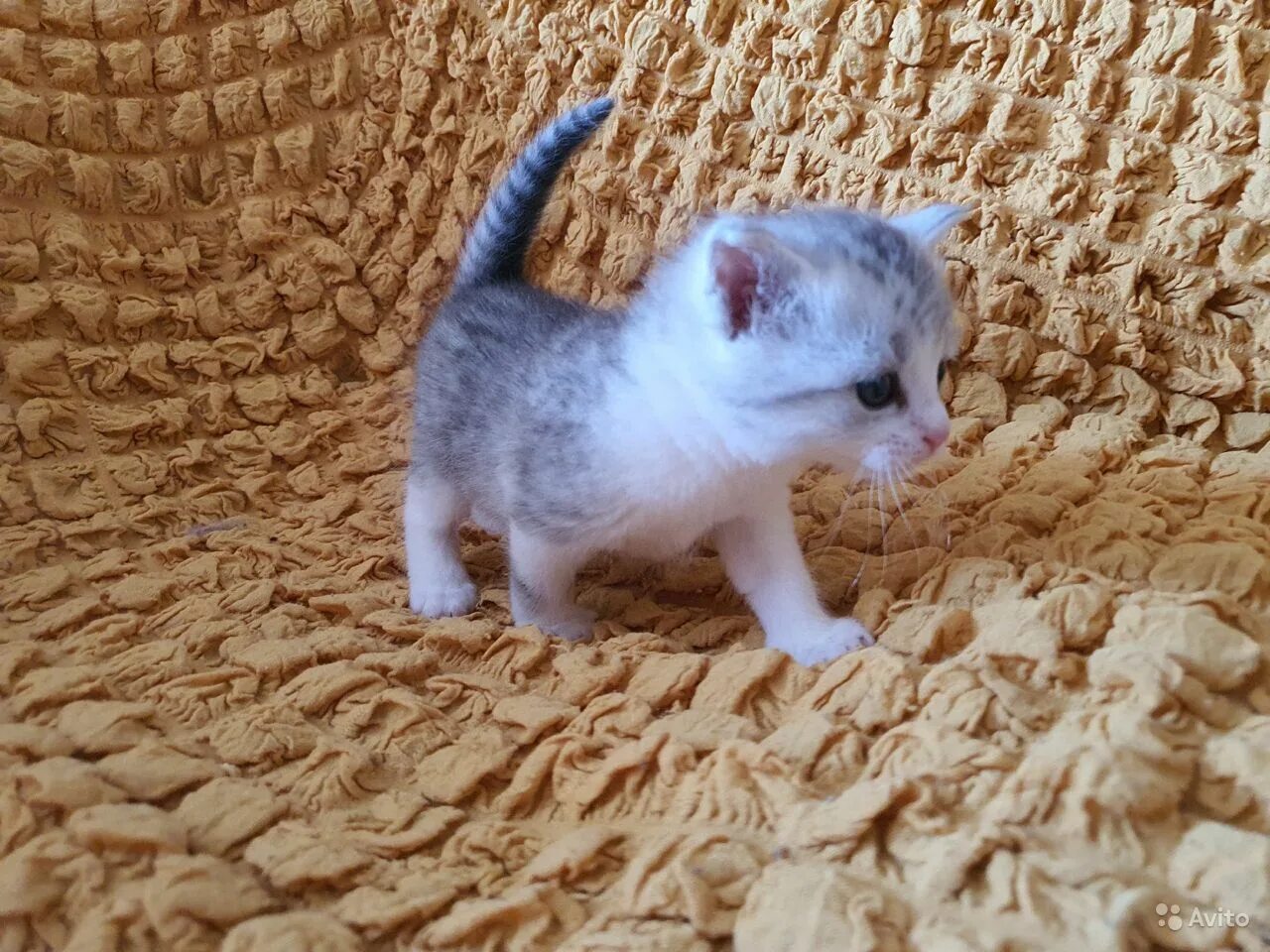 кошечка 1 месяц. кошка 1 месяц. котенок 1 месяц. 1 месячные котята. котенок 1.