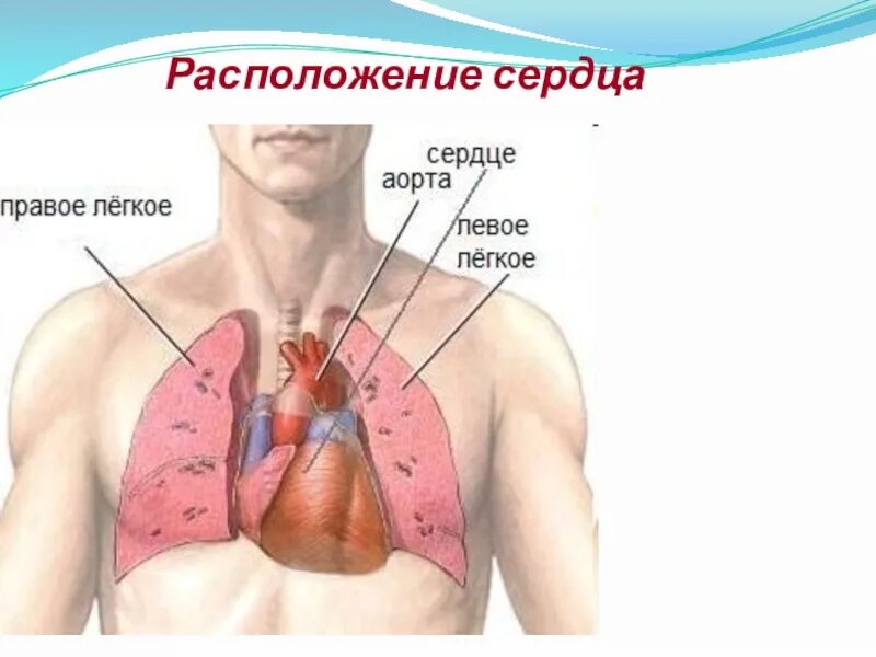 Дом где находится сердце. Югье назожиться сердце. Расположение сердца у человека. Гбетнаходиться сердце.