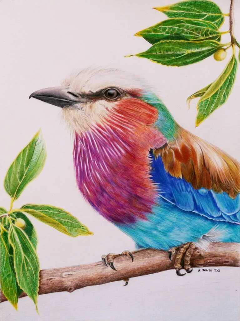 Птичка на д. Птицы цветными карандашами. Птица рисунок. Рисование цветными карандашами. Птица цветными карандашами для детей.