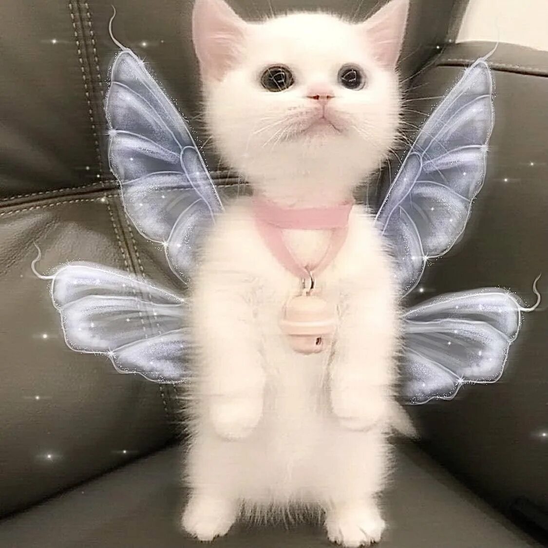 Fluffy angel. Фея для котенка. Кот Феечка. Милый котик. Котенок с крыльями.