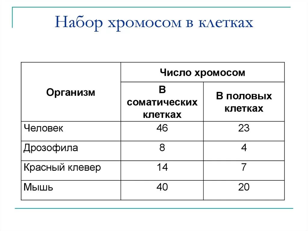 Сколько аутосом содержится у человека. Сколько хромосом в половых клетках человека. Число хромосом в соматических и половых клетках. Количество хромосом в соматических клетках человека. Соматическая клетка набор хромосом.