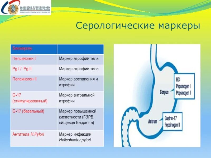 Маркеры желудка