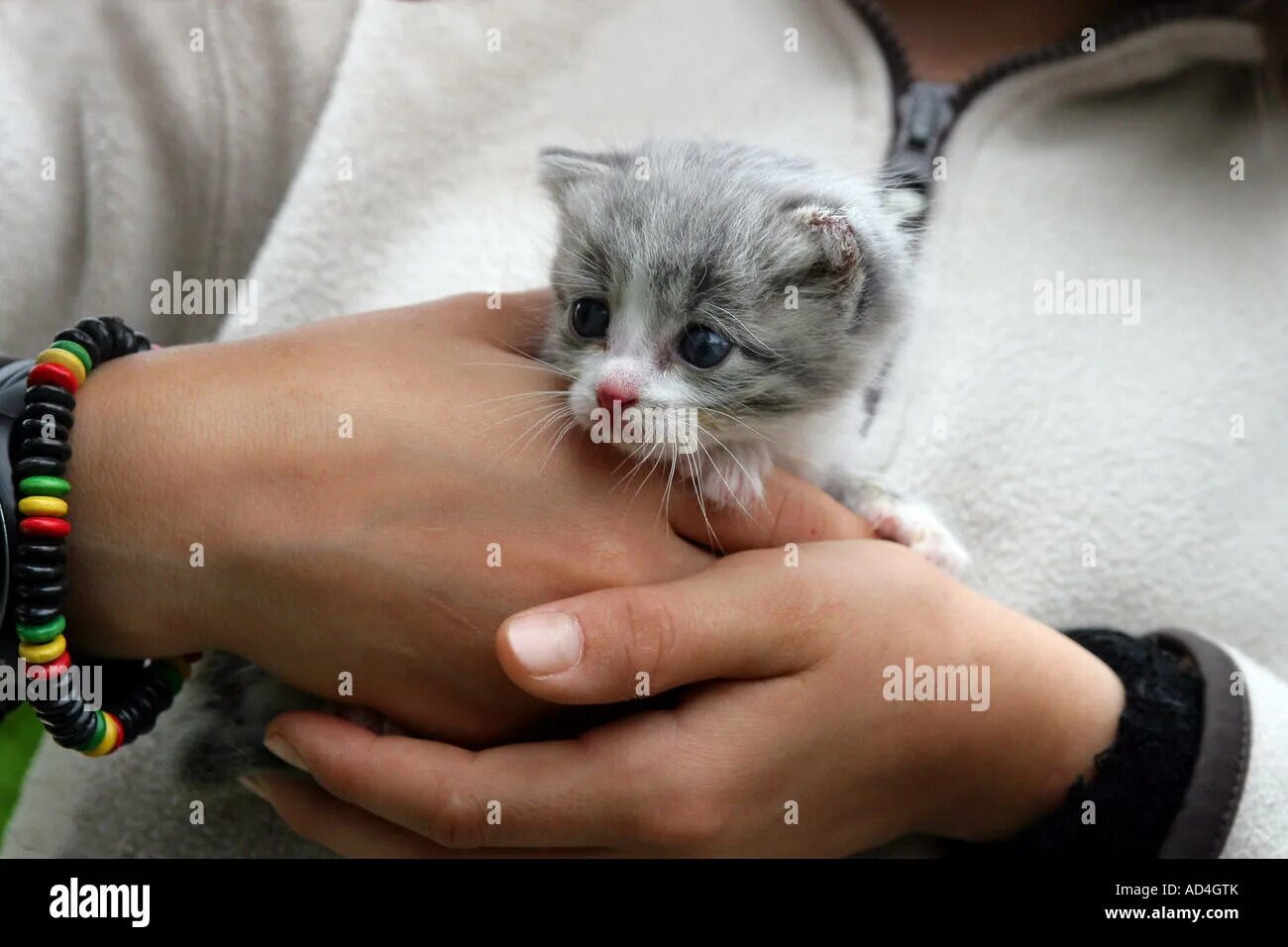 Маленький котенок в руках. Сон котенок маленький серый на руках. Приснился серый котенок. Котенок играется с рукой. Маленький котенок.